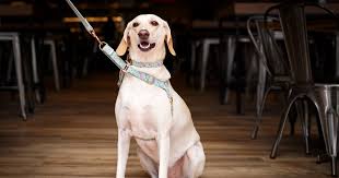 best dog friendly brunch places in