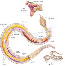 Snake Anatomy And Physiology Pet Education The Anatomy
