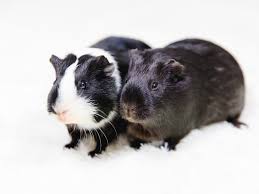 Guinea Pig Bonding Basics Animal Humane Society