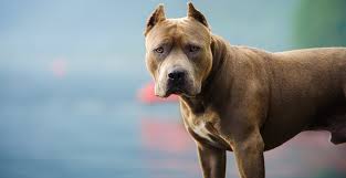pit bull type dogs strong loyal