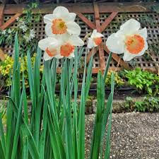 10 Tips For Planting Flower Bulbs In