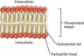 plasma membrane is made up of