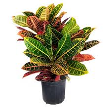 croton live indoor house plant