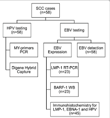 Flow Chart Showing The Organization Of Hpv And Ebv Detection