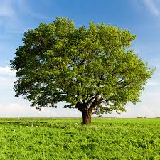 national tree day august 6 2023