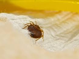 Seeking help from a certified pest expert is the best way to ensure your home is free from pests. Bed Bug Exterminator And Pest Control Phoenix Az