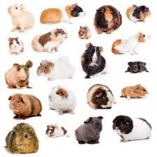 Guinea Pig Breeds Hair Types And Colors