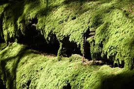 moss green moss carpet nature moss