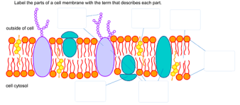 cell membrane components diagram quizlet