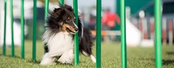 15 best dog agility equipment kits in