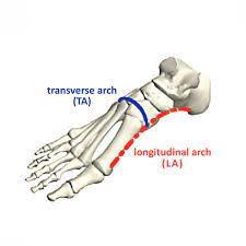 The arches of the foot are formed by the tarsal and metatarsal bones and, strengthened by ligaments and tendons, allow the foot to support the weight of they exert to support and propel themselves do suggest that. These Feet Were Made For Walking Eurekalert Science News