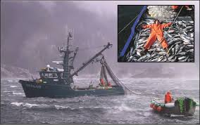 Boats participating in the bristol bay commercial salmon fishery. Purse Seining In Southeast Alaska Is The Most Common Commercial Fishing Download Scientific Diagram