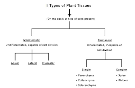 Types Of Plant Tissues Ck 12 Foundation