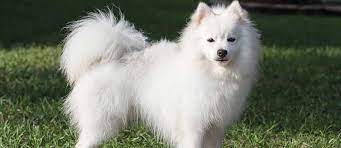 american eskimo dog puppy breed and