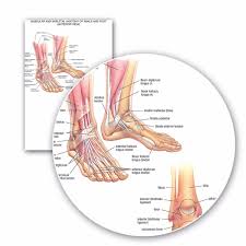 Muscular Skeletal Ankle Poster Silk Cloth Chart Human Body Anatomy Educational Home Decor