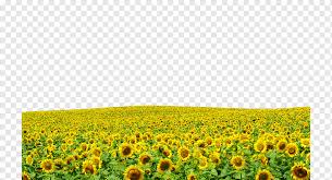 They're quite handy for other purposes, too, such as soaking up radiation in the soil! Yellow Sunflower Field Laptop Display Resolution The Harvester High Definition Television Sunflowers Hd Simple Sunflower Computer Wallpaper Png Pngwing