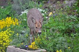 Protect Gardens From Deer Rabbits