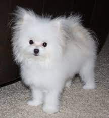 The maltipom is extremely loyal and affectionate with its family members, but particularly tends to form a special bond with one member of its family. Maltipom Maltese Pomeranian Tiny Dog Breeds Pomeranian Mix Puppies Dog Breeds