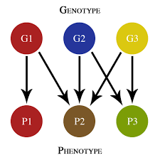 What roles does protein play in the body?. Pleiotropy Wikipedia