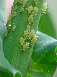 common bugs and pests on houseplants