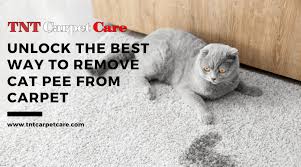 remove cat from carpet