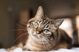Tabby cats are thought to be more intelligent. Are Tabby Cats Hypoallergenic