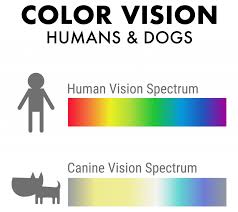 what colors do dogs like and see best