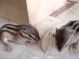 Two Cute Babies Chipmunks 28 Days Old Just Opened Eyes