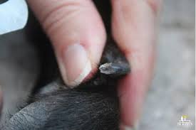 clipped your dog s toenail too short