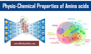 What Are The Physio Chemical Properties Of Amino Acids