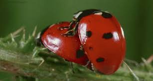 Ladybug Hump GIF - Ladybug Hump Sex - Discover & Share GIFs