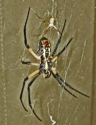 Texas parks and wildlife told ksat. Male And Female Yellow Garden Spiders In Texas Bugs In The News