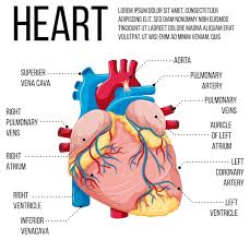 human heart diagram images free