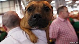 The staffordshire bull terrier is a muscular dog, very strong for its size. Staffordshire Bull Terriers A Question Of Class Bbc News
