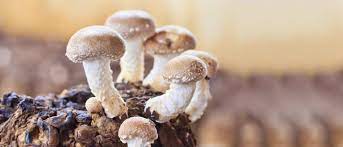 mushroom companion plants nathalie