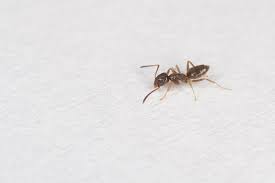 video 6 types of ants in maryland and