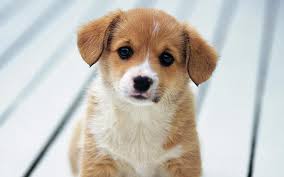 android puppies 2021 hd wallpaper