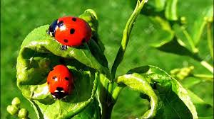 ladybugs beneficial insects help me in