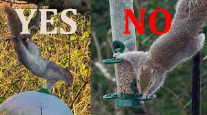 stop squirrels eating the bird food
