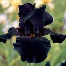 11 gorgeous black flowers from around