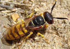 Beginners Bees Wasps Ants Bwars