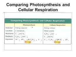 Cellular respiration is a redox reaction that extracts energy from glucose. What Is The Chemical Equation For Cellular Respiration Reactants And Products Tessshebaylo