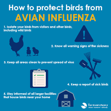 What You Need To Know About Avian Influenza And Factory
