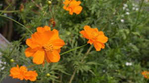 61 orange flowers with names and pictures
