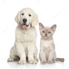 dog and cat together stock photo by