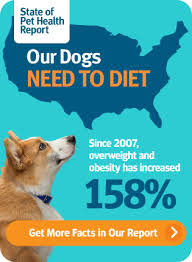 Factors Of Dog And Cat Obesity Banfield Pet Hospital