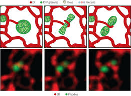 Endoplasmic reticulum has two types, rough endoplasmic reticulum (rer) and smooth endoplasmic reticulum (ser). Endoplasmic Reticulum Found To Contact At Least Two Membraneless Compartments And Influence Their Behavior