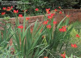 It was located near japanese knotweed and looks quite similar to this. Plant Identification Closed Tall Plant With Red Flowers 1 By Hellomissmary