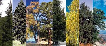 colorado s major tree species