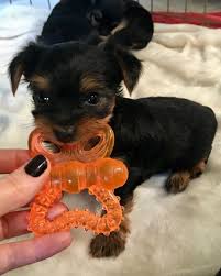 8 safe chew toys for teething puppies